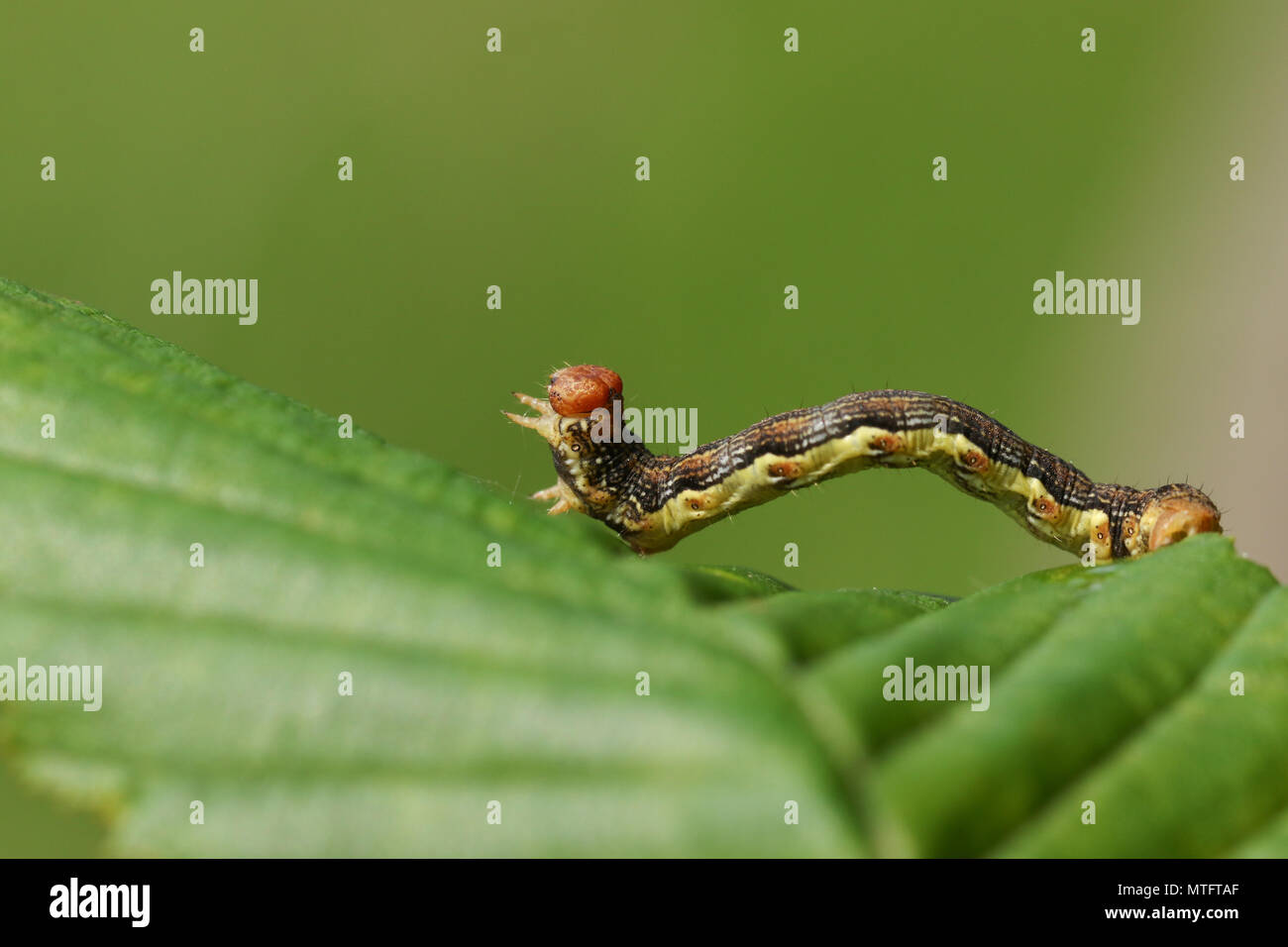 Eine hübsche Meliert Umbra Motte Caterpillar (Erannis defoliaria) ruht auf einem Blatt. Stockfoto