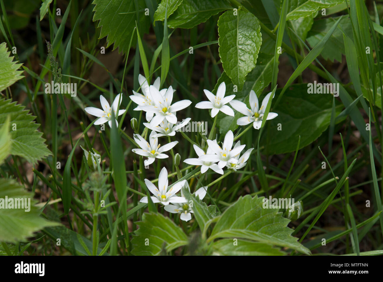 Northern Starflower (Lysimachia boraslis). Eine wildflower in den Wäldern von Cape Cod, Massachusetts, USA wachsenden Stockfoto