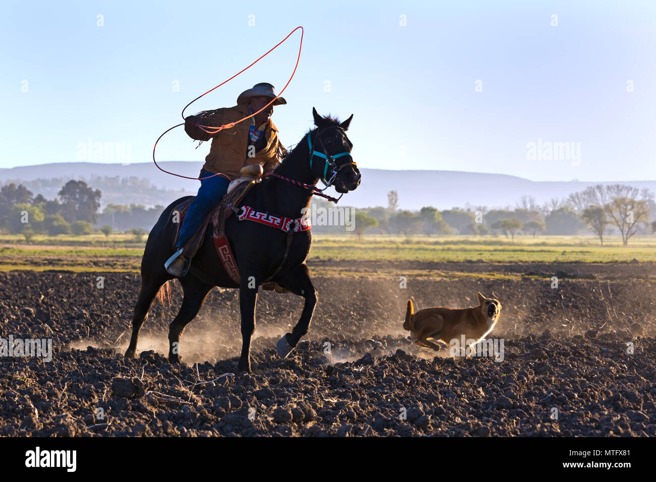 Eine mexikanische COWBOY galoppiert in Dämmert früh Licht - San Miguel de Allende, Mexiko Stockfoto