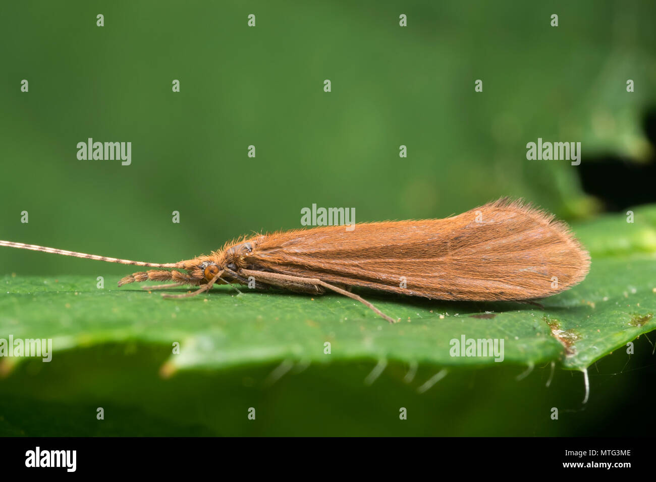 Caddisfly auf Blatt in Feuchtgebieten Lebensraum. Tipperary, Irland Stockfoto