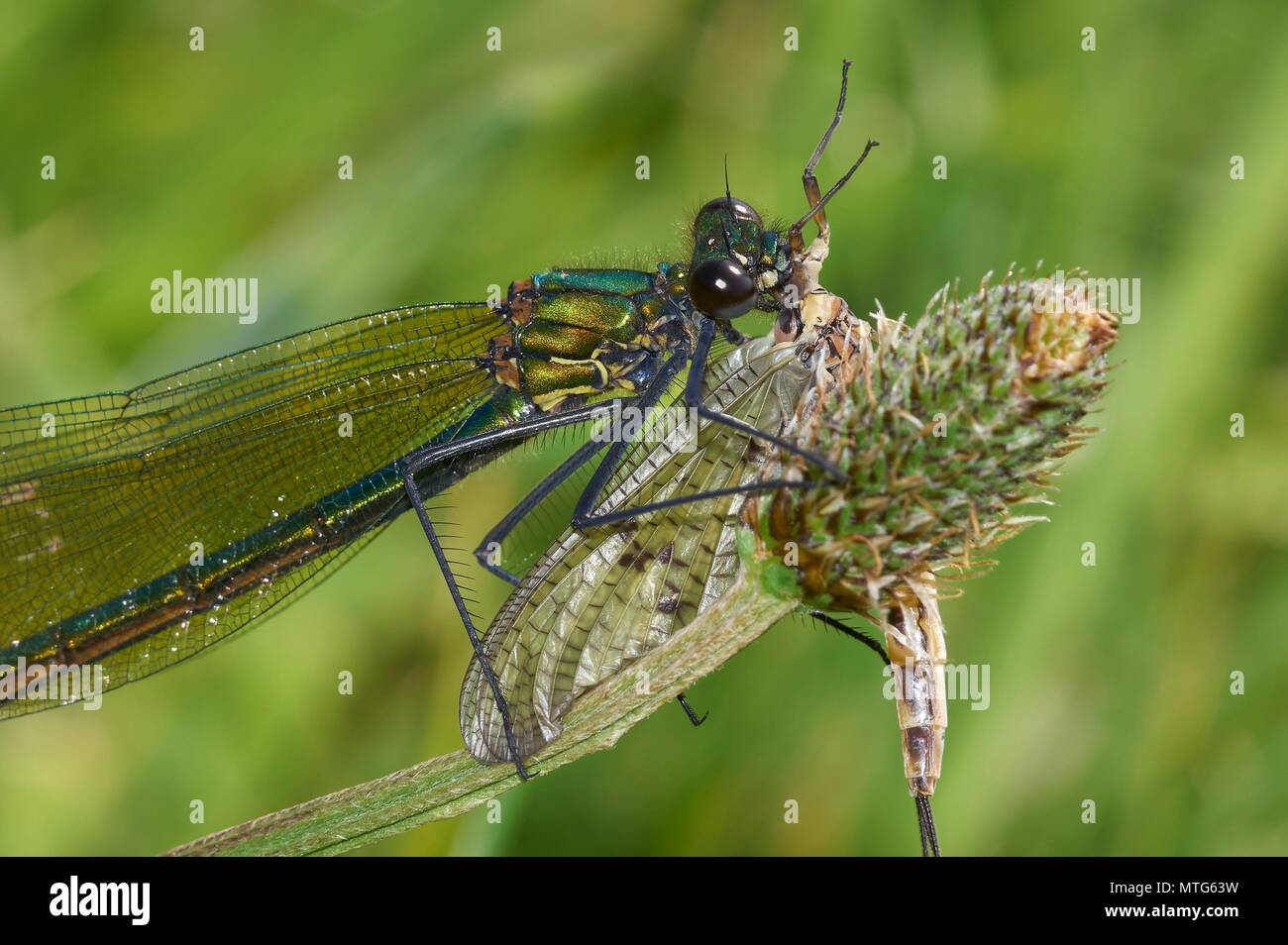 Weibliche damselfly gebändert Demoiselle mit Mayfly (Ephemeroptera), Fluss Severn, Shropshire Stockfoto