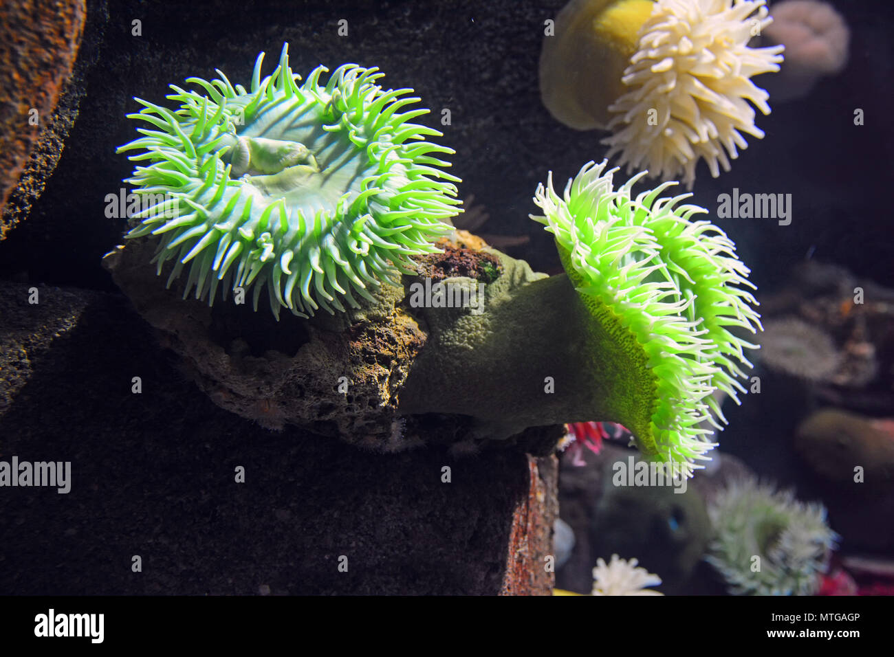 Seeanemone im tropischen Korallenriff Stockfoto