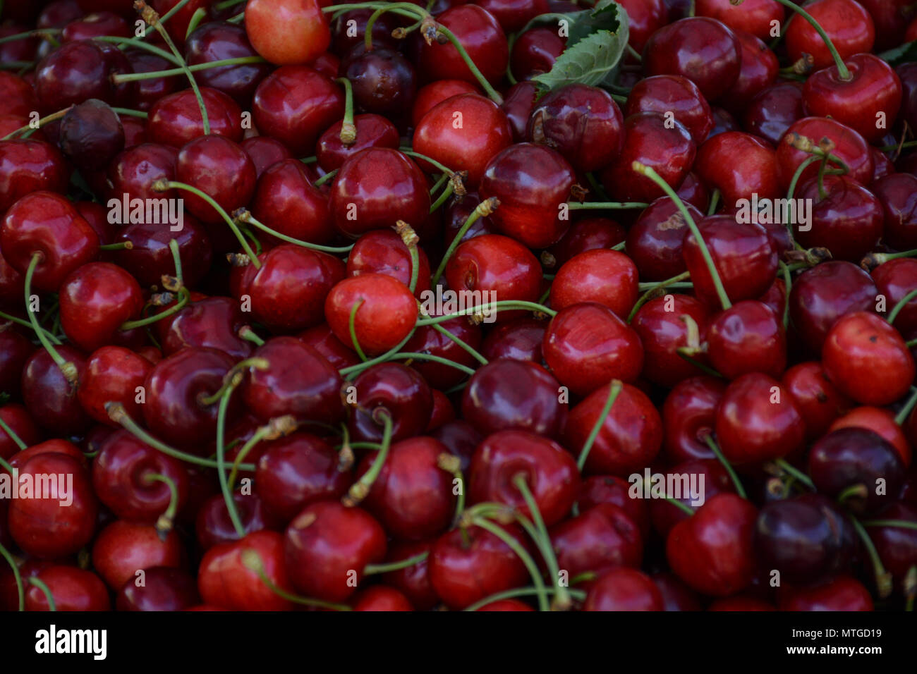 Frische rote Kirschen am grünen Markt in der Stadt Šibenik, Kroatien Stockfoto