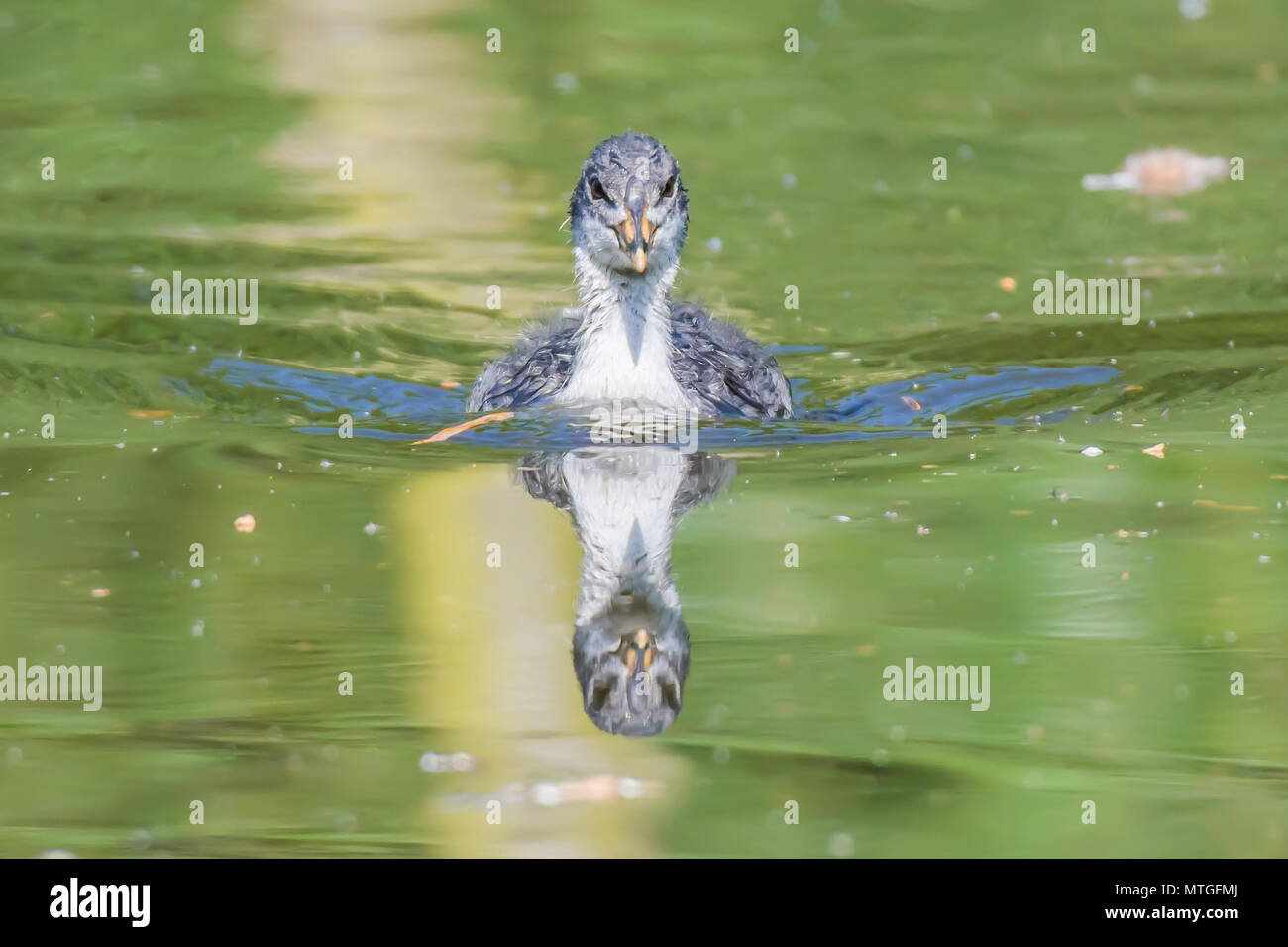 Blässhuhn Youngster schwimmend auf See in Richtung Kamera. Schöne Reflexion der Vogel im Wasser. Natur Uk. Atemberaubende britische Wildlife. Natural World Conservation. Stockfoto