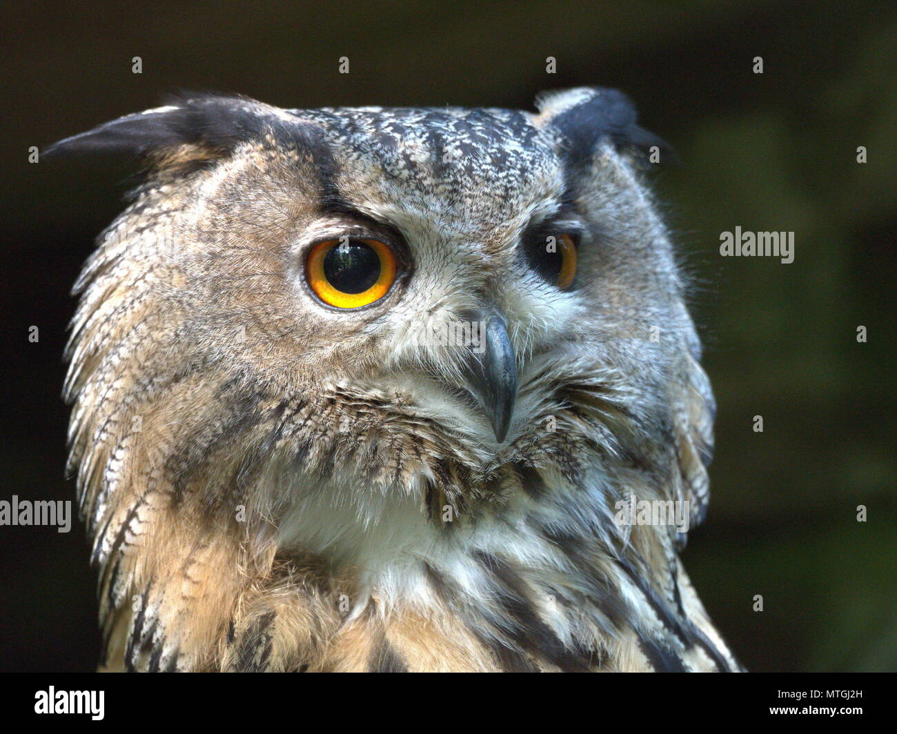 Eurasische Adler-Eule Stockfoto