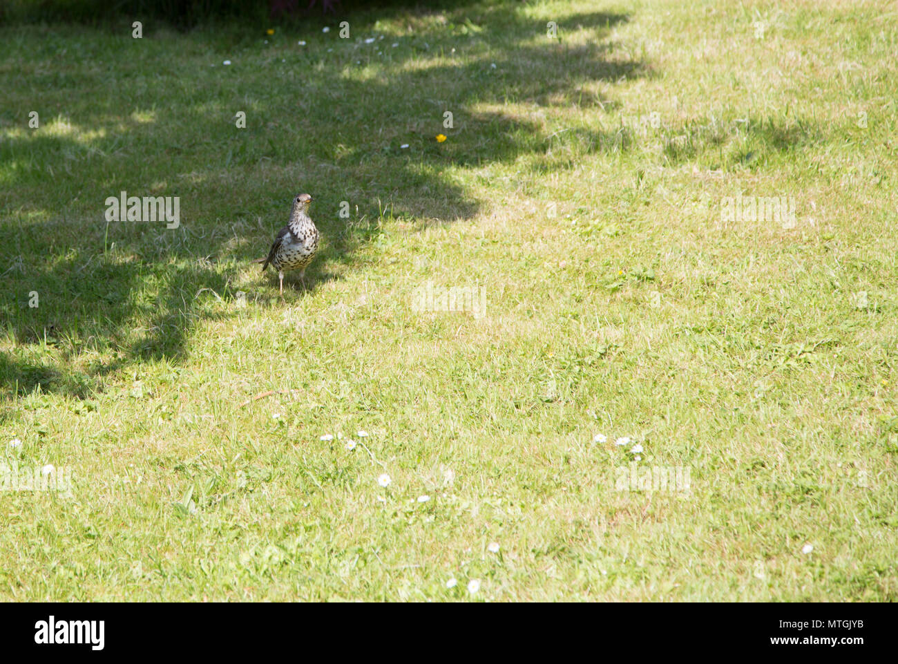 Mistle Thrush stehen auf Gras Stockfoto