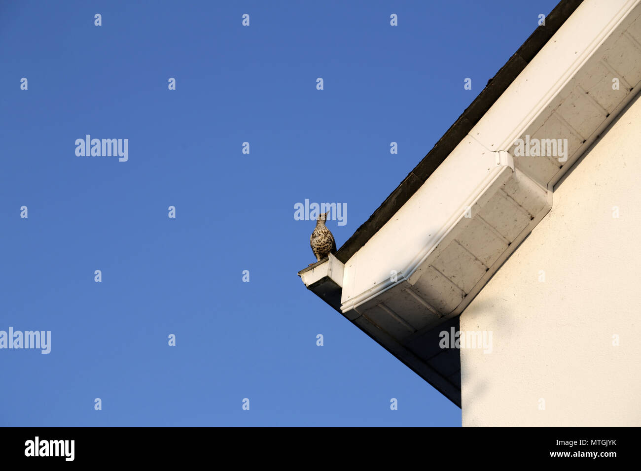 Einsame thrush Sitzstangen auf einem Dach unter einem klaren blauen Himmel Stockfoto