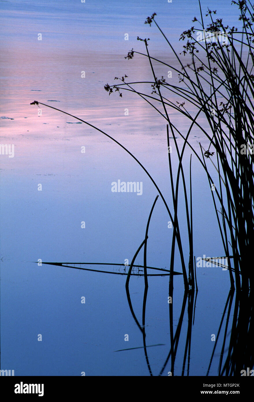 Rohrkolben in Burbank Slough, McNary National Wildlife Refuge, Washington Stockfoto