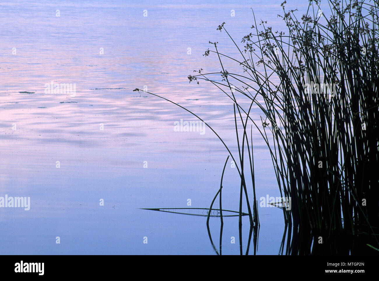 Rohrkolben in Burbank Slough, McNary National Wildlife Refuge, Washington Stockfoto