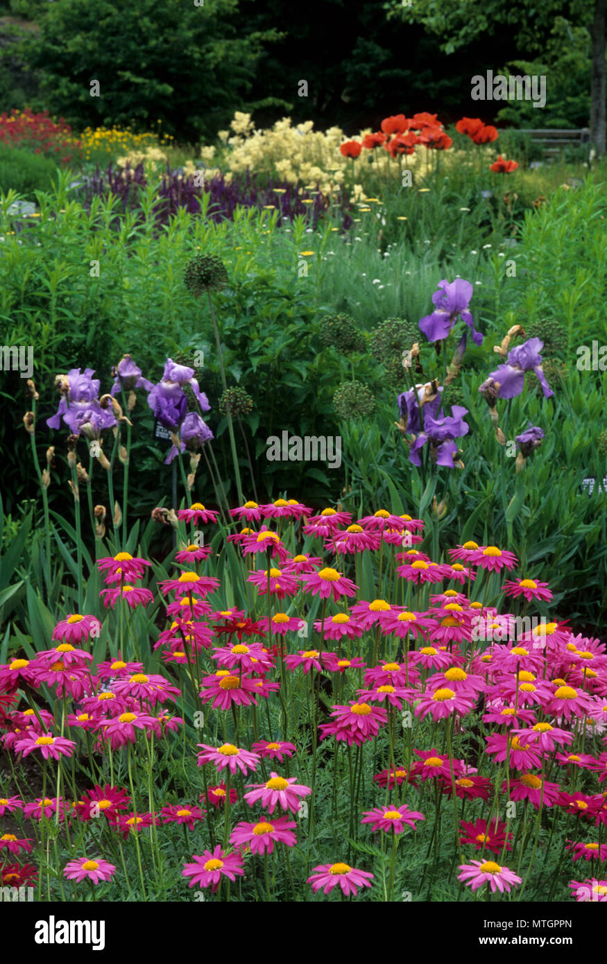 Joel E Ferris Staudengarten, Manito Park, Spokane, Washington Stockfoto