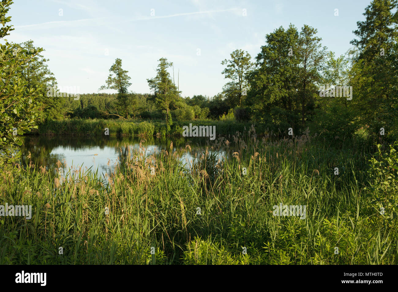 Schilf im Frühling Nachmittag Sonne Stockfoto