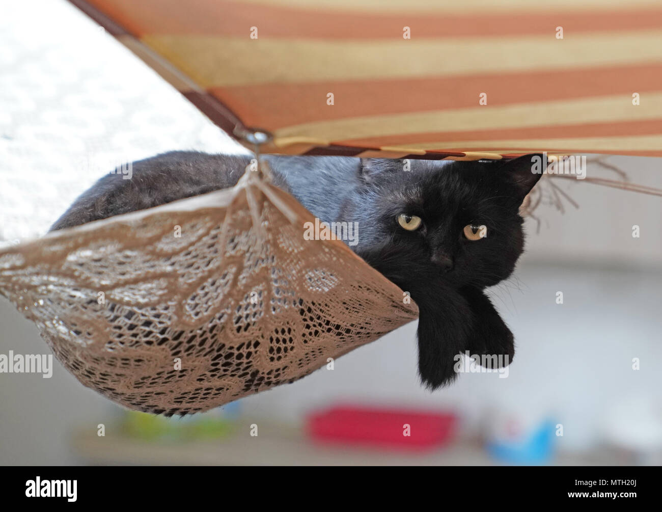 Schwarze Katze liegend auf Gewebe, die in der Luft unter Zelt gehängt Stockfoto