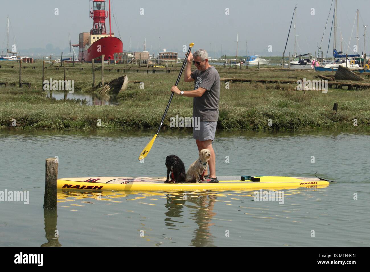 Ein Mann und seine beiden Hunde Spaß in der Blackwater Estuary in Tollesbury Wick auf einem gelben paddleboard Stockfoto