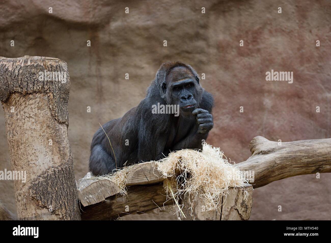 Einzelne schwarze Gorilla in trockenen Lebensraum suchen frohe und glückliche Stockfoto