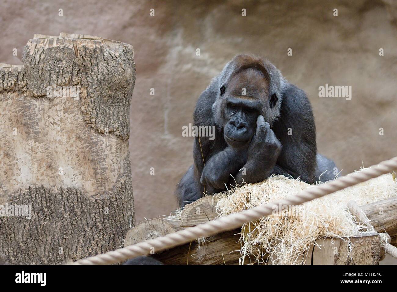 Einzelne schwarze Gorilla in trockenen Lebensraum kratzen Kopf Stockfoto