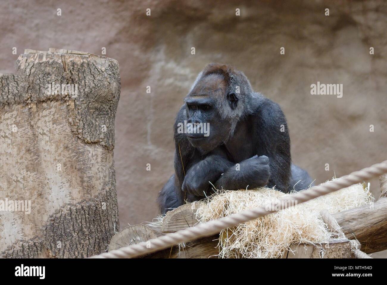 Schwarze Gorilla in trockenen Lebensraum aufmerksam und neugierig Stockfoto