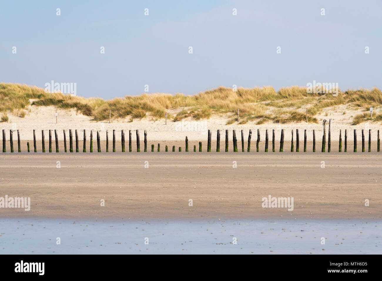 Eine Linie der Holz- buhnen, installiert, um zu helfen, die Sanddünen gegen Erosion durch das Meer schützen an diesem Teil der Küste von Sussex. Stockfoto