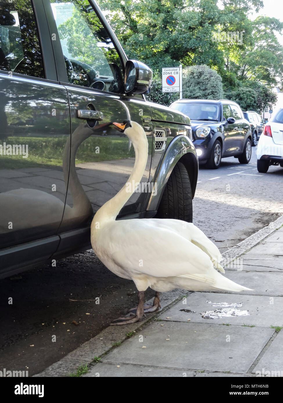 Eine neugierige Swan, die versuchen, die Tür zu einem Land Rover Discovery zu öffnen. Stockfoto