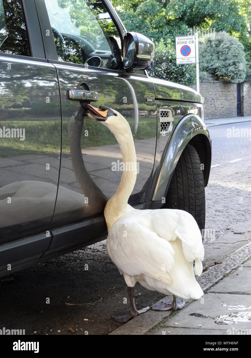 Ein neugieriger stummer Schwan, der versucht, die Eingangstür zu einem Land Rover Discovery, London, England, Großbritannien, zu öffnen Stockfoto