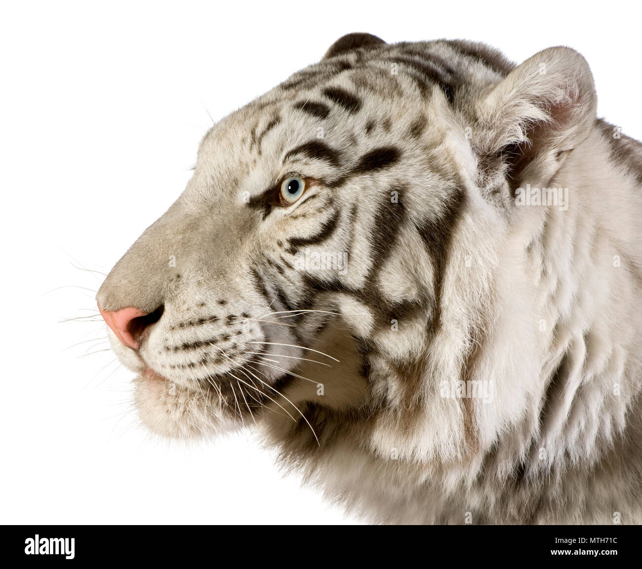Weißer Tiger vor einem weißen Hintergrund Stockfoto
