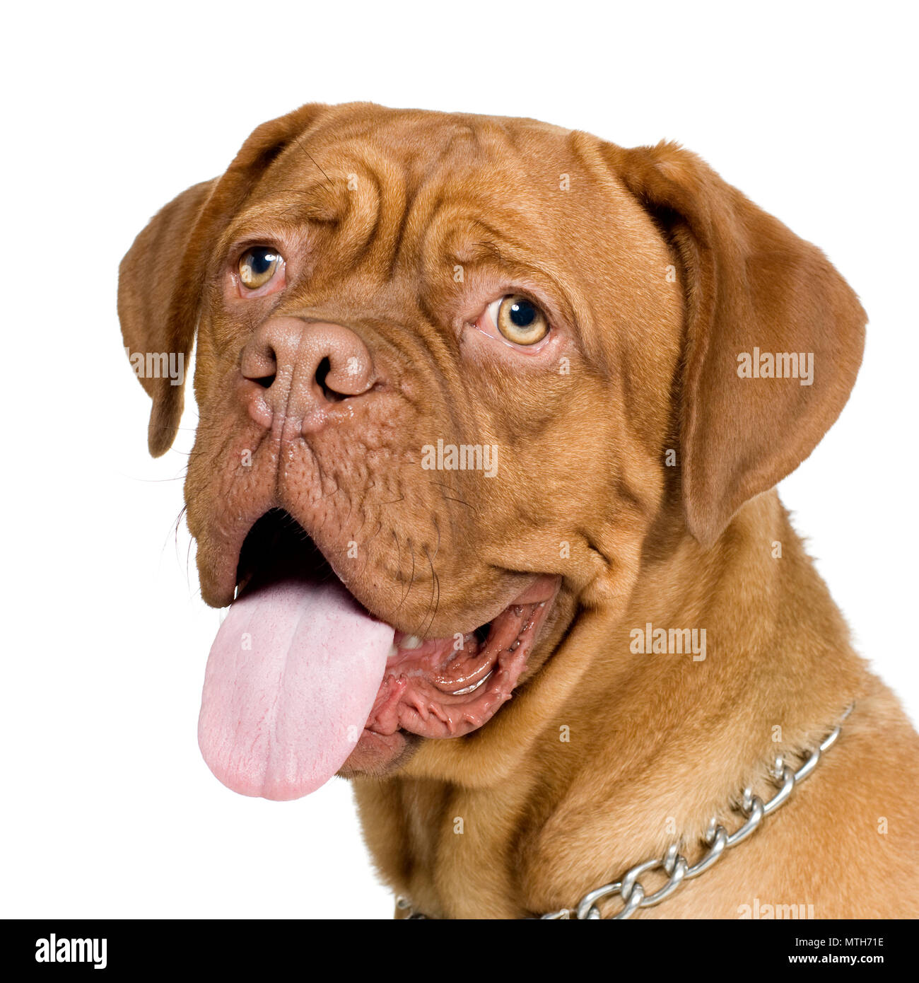 Dogue de Bordeaux (10 Monate) vor weißem Hintergrund Stockfoto