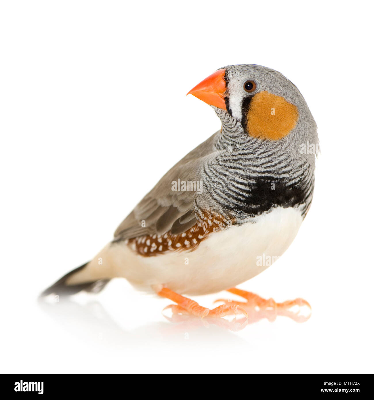 Zebra Finch vor einem weißen Hintergrund Stockfoto