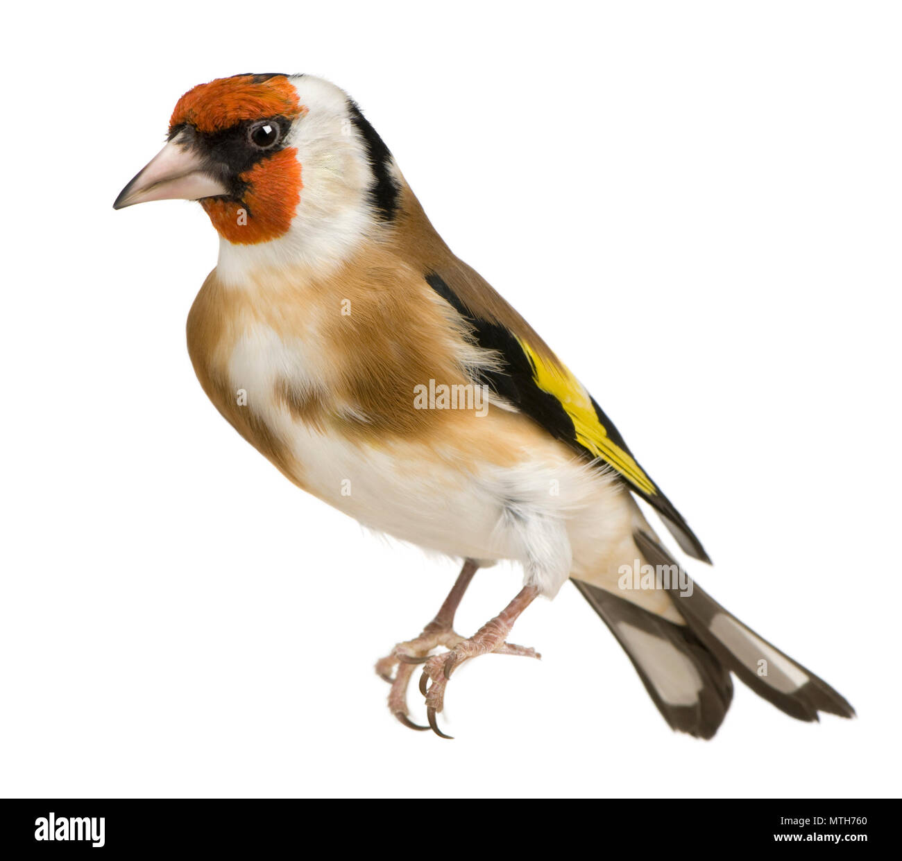 Europäische Stieglitz, Carduelis carduelis, vor weißem Hintergrund thront Stockfoto