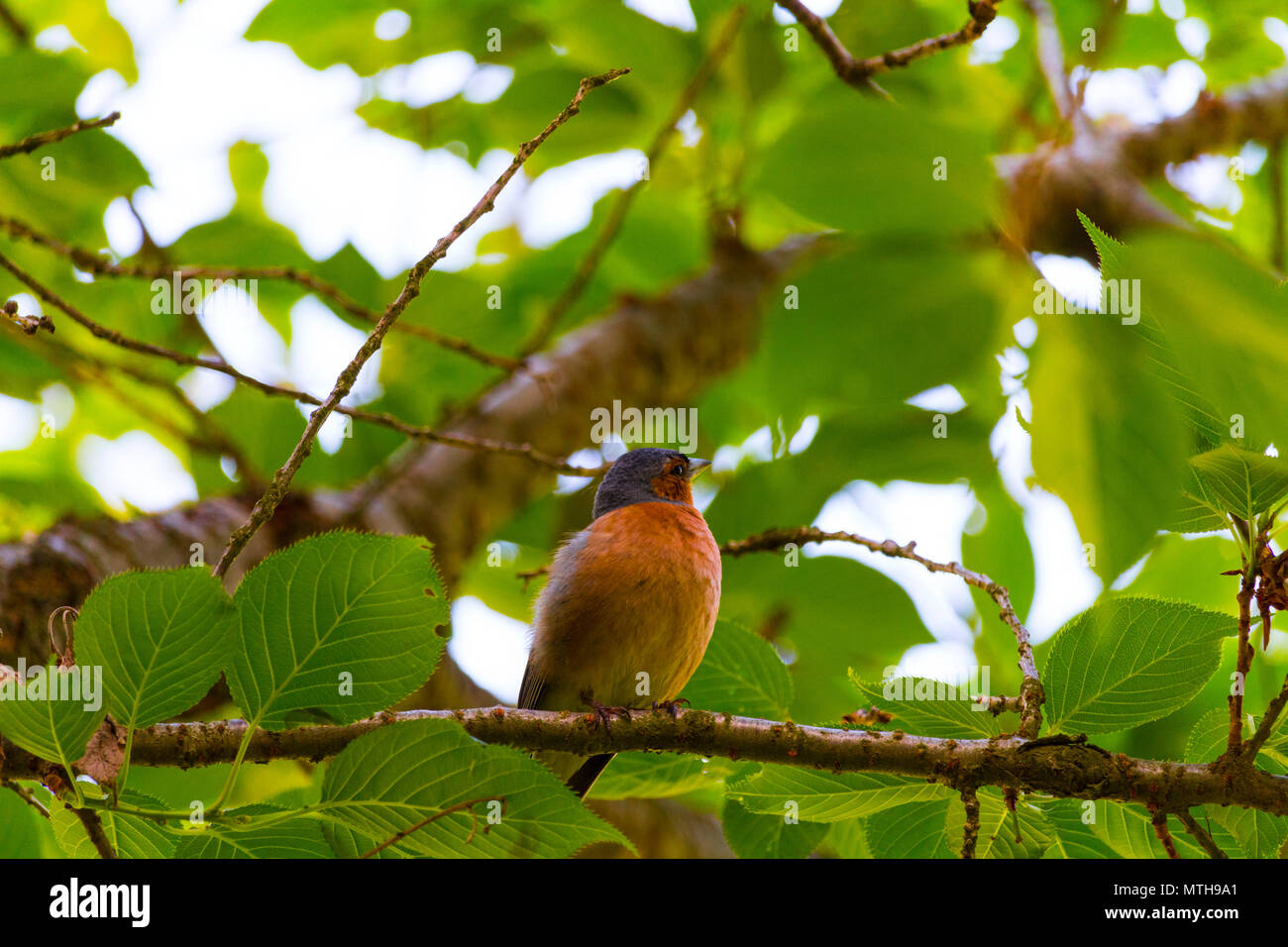 Schöne Fotos von Finch Vogel in seinem natürlichen Lebensraum! Meine andere Seite fängt so zu sehen! Stockfoto