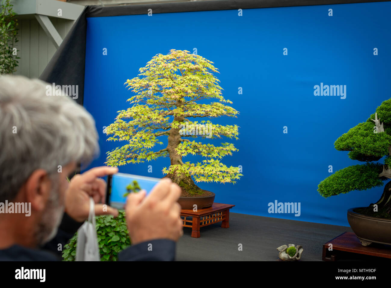 Ein Mann nimmt ein Foto von einer Sammlung von Bonsai Bäume auf der Chelsea Flower Show in London, UK. Stockfoto