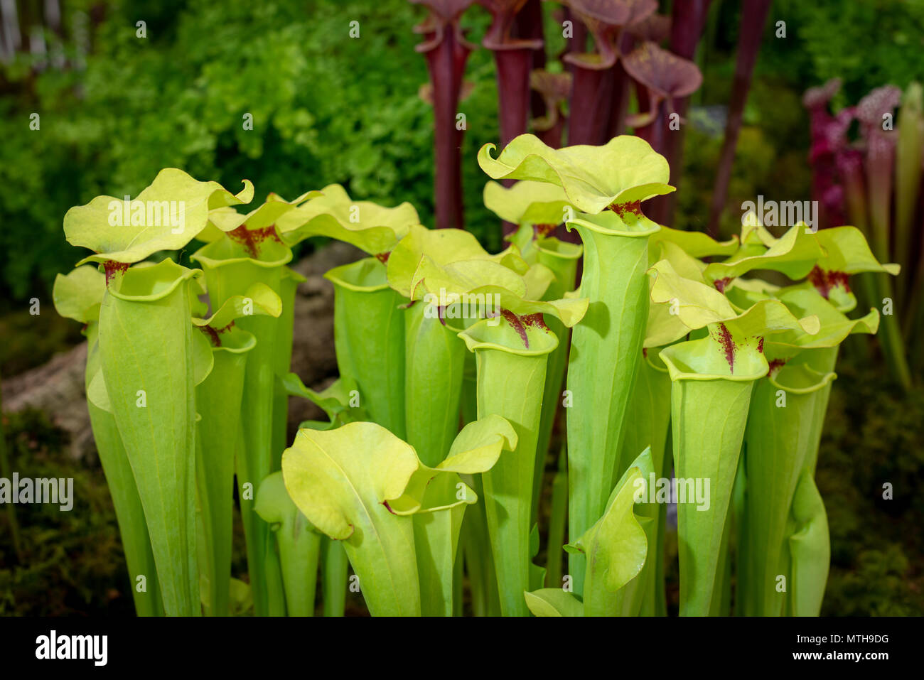 Fleischfressende Pflanzen. Sarracenia flava Var rugelii Kannenpflanze. Stockfoto