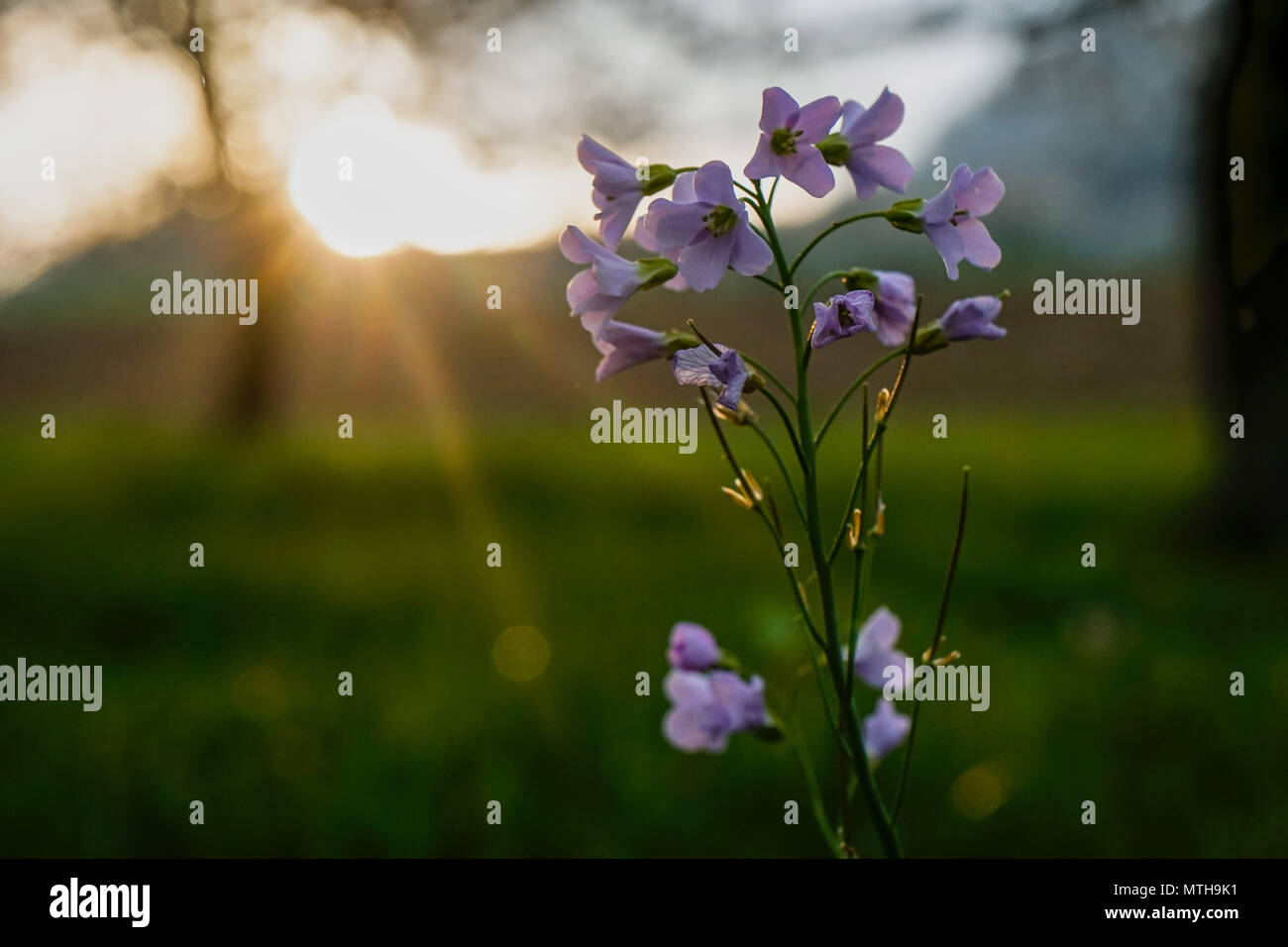 Closeup Blumen bei Sonnenuntergang, tolle Bokeh Stockfoto