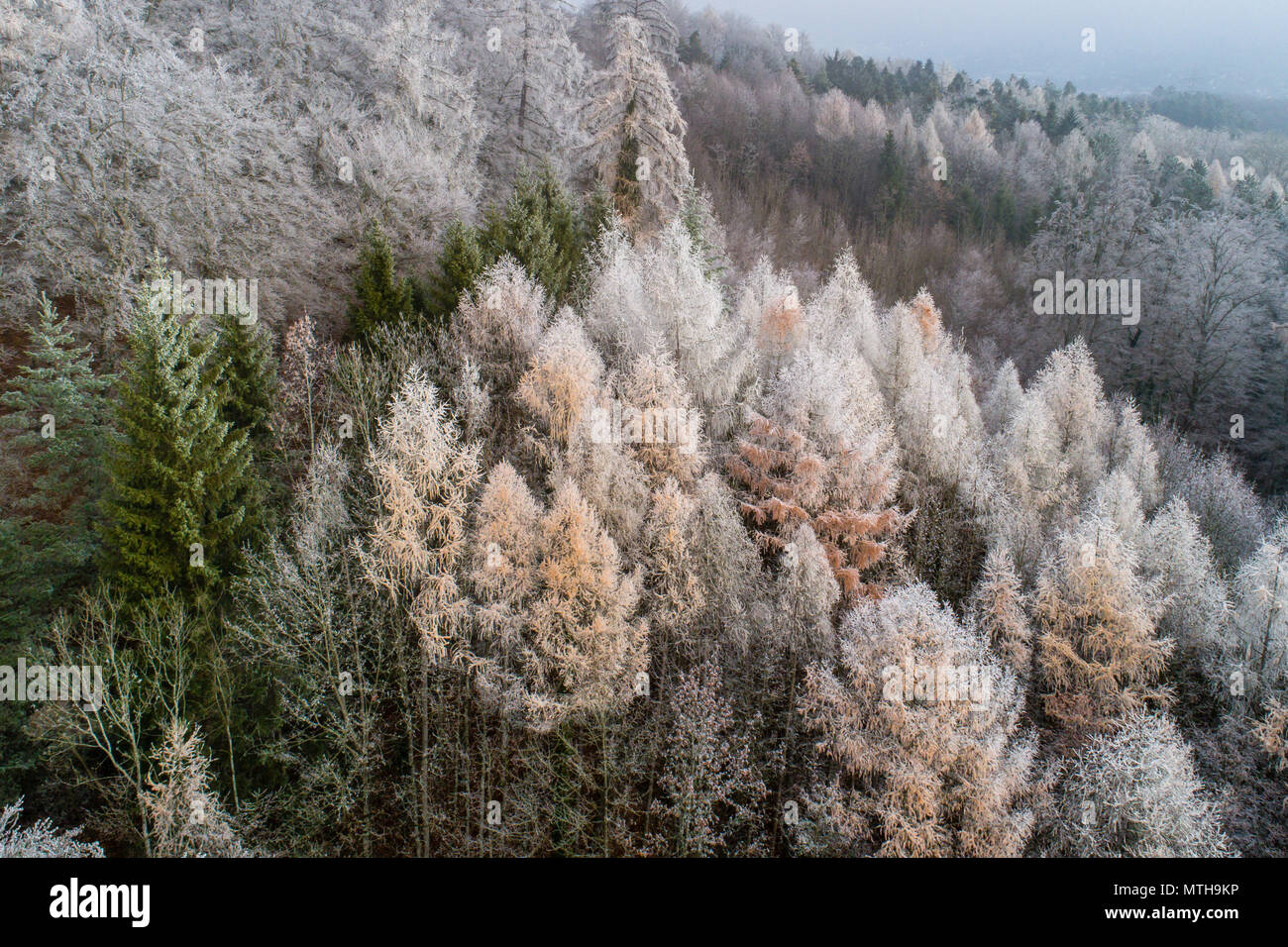 Frosty Wald mit Drone winter Antenne Stockfoto