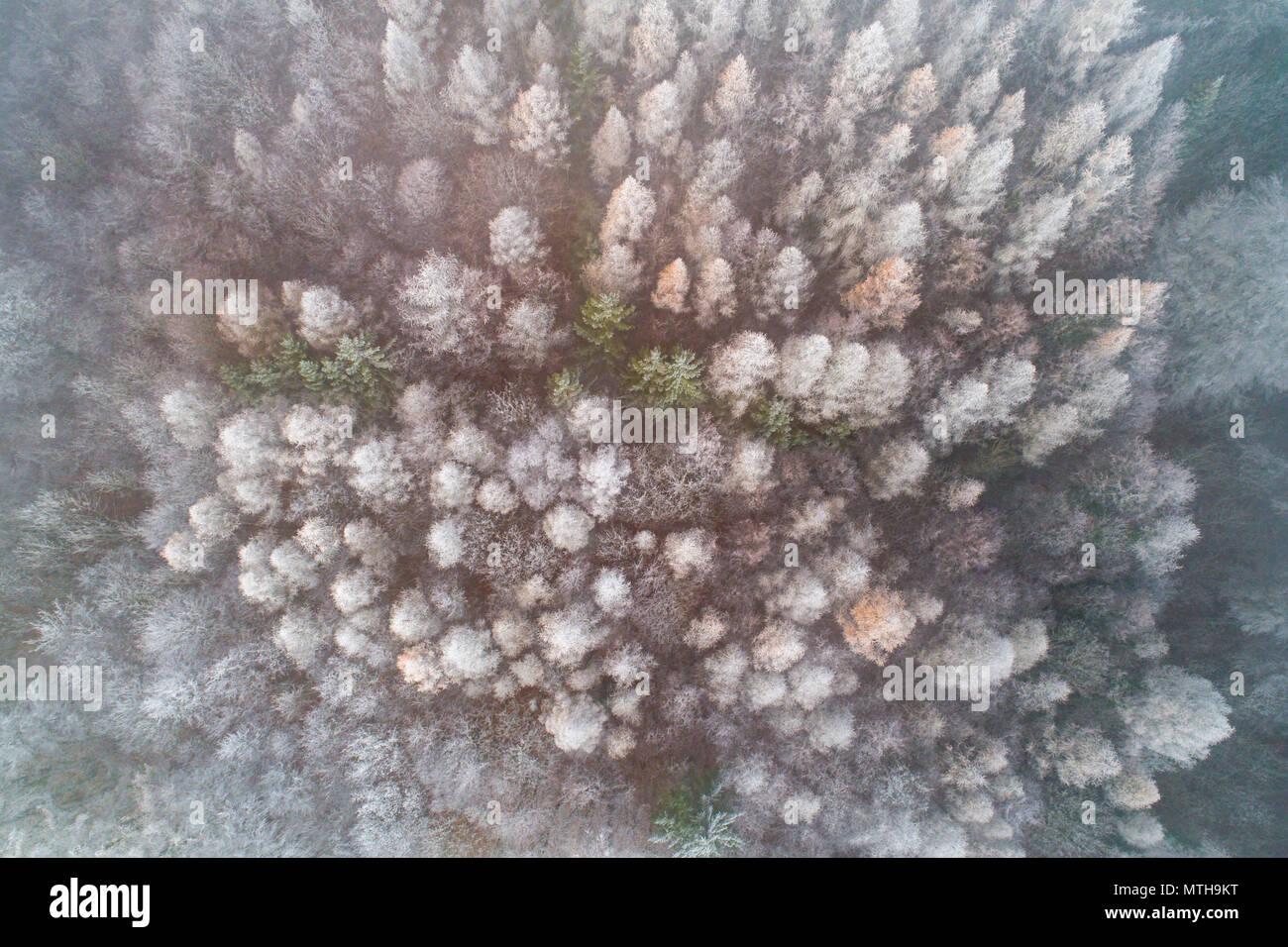 Frosty Wald mit Drone winter Antenne Stockfoto