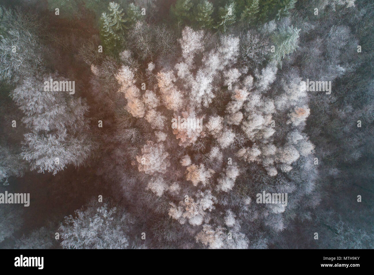 Frosty Wald mit Drone winter Antenne Stockfoto