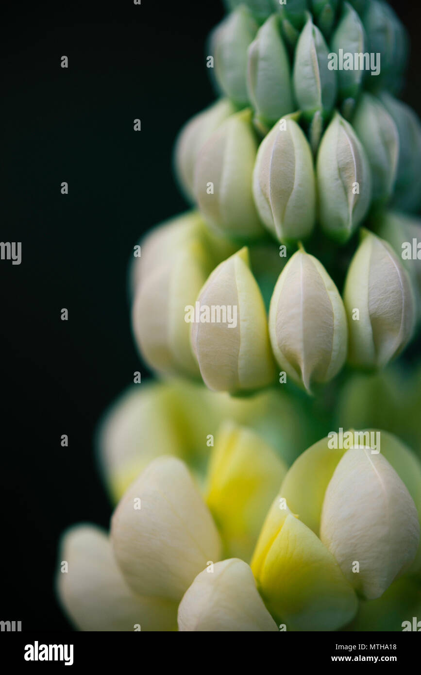 Chelsea Flower Show 2018 Stockfoto