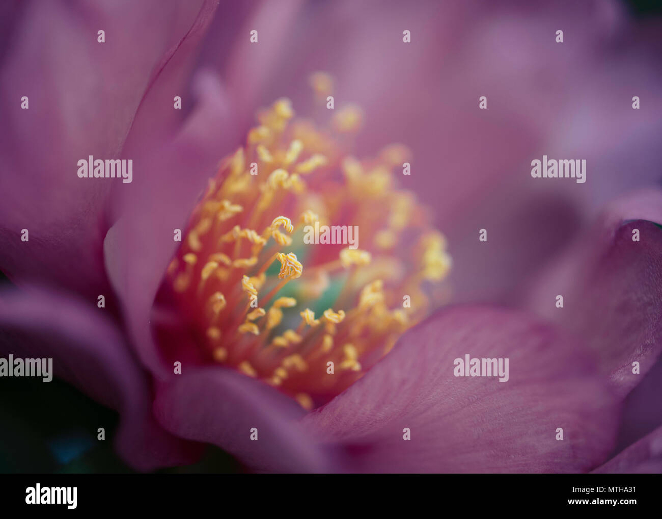 Chelsea Flower Show 2018 Stockfoto