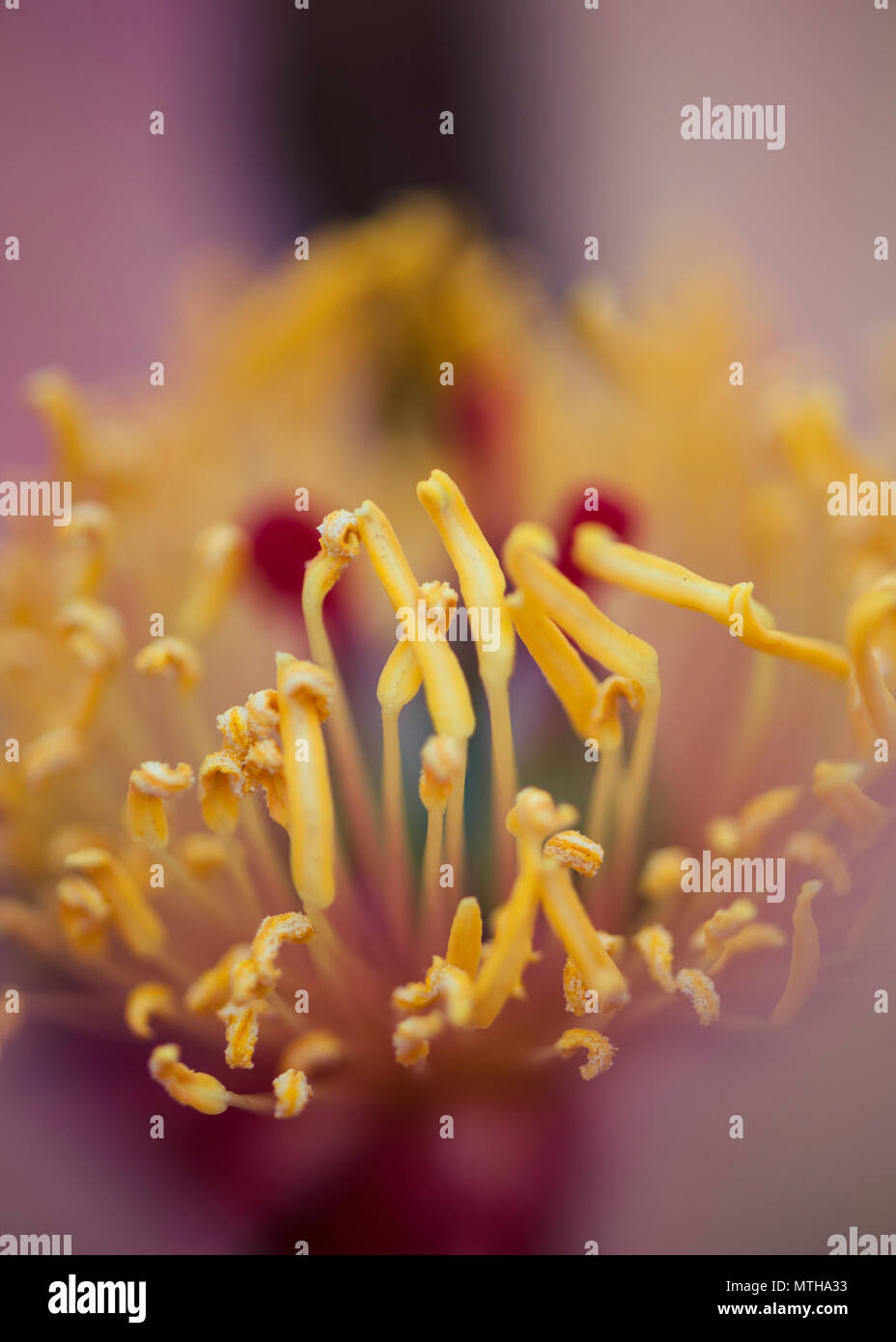 Chelsea Flower Show 2018 Stockfoto