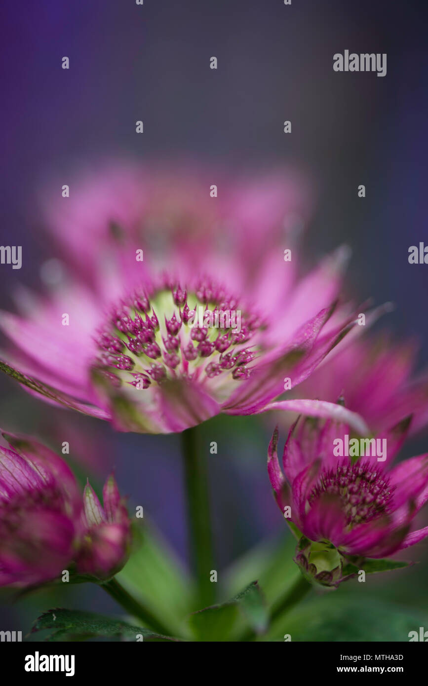 Chelsea Flower Show 2018 Stockfoto