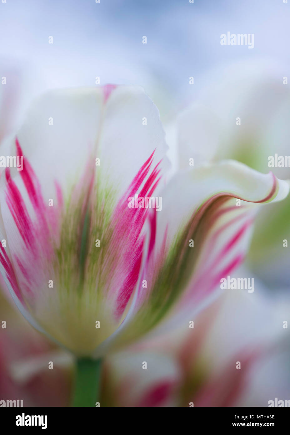 Chelsea Flower Show 2018 Stockfoto