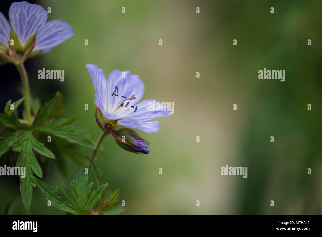 Chelsea Flower Show 2018 Stockfoto