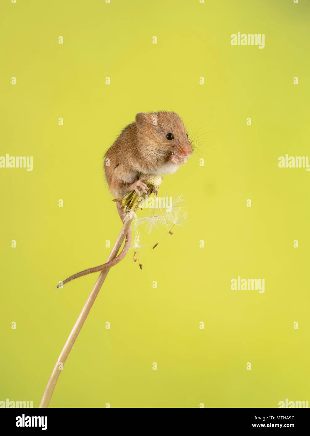 Eine Ernte Maus klettern auf und essen ein Löwenzahn Stockfoto
