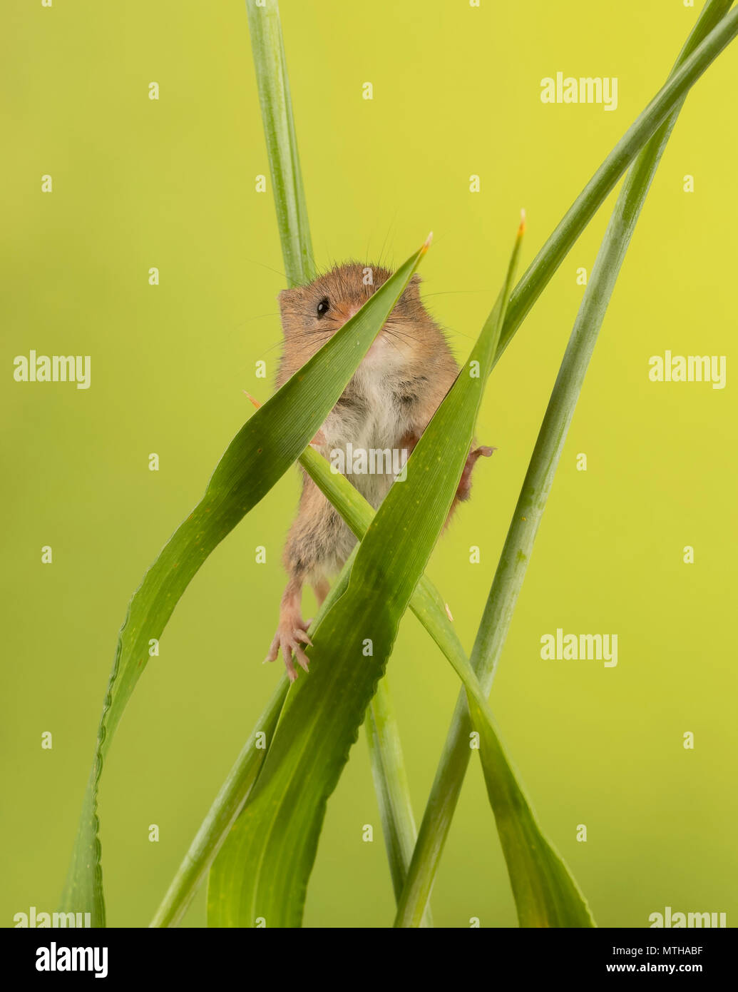 Maus tier gras -Fotos und -Bildmaterial in hoher Auflösung – Alamy