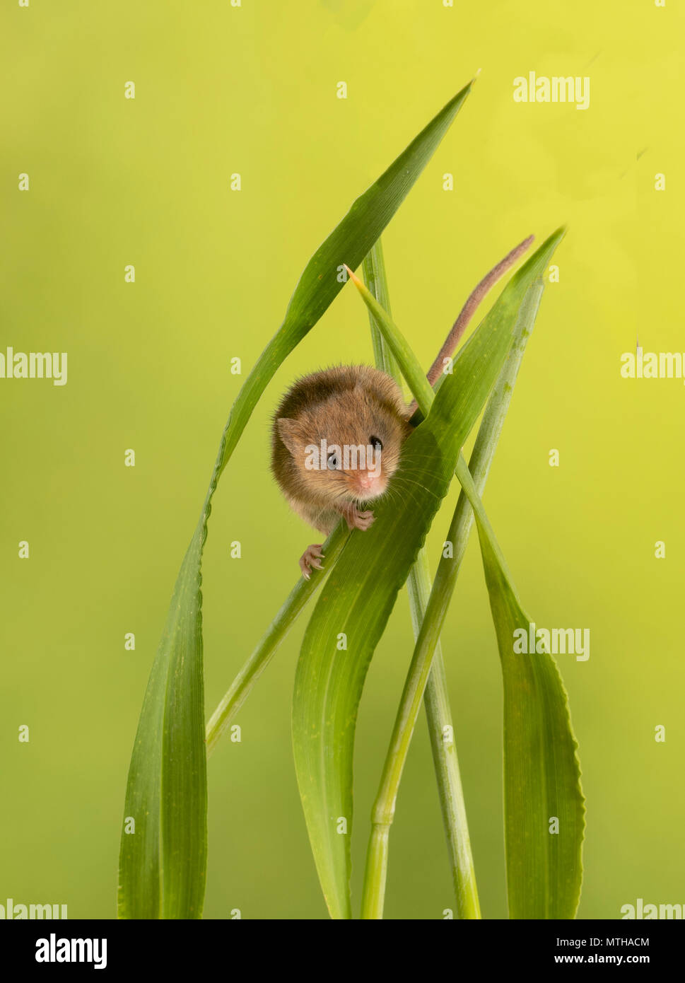 Ernte Maus klettern auf grashalme Stockfoto