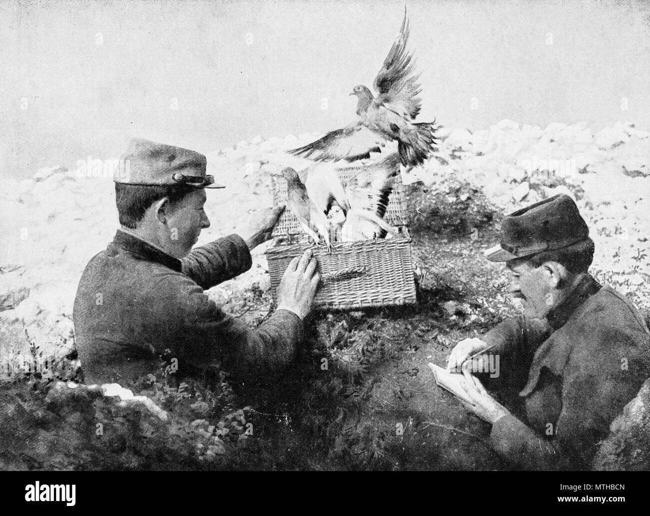 Gehen von Tauben, 1915, Frankreich Stockfoto