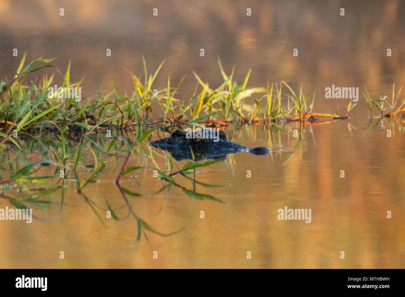 Ein Krokodil bleibt cool in einem Fluss mit seinen Augen kaum über der Wasserlinie sichtbar Stockfoto