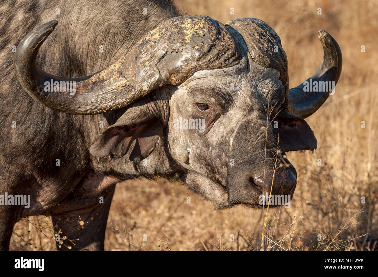 Eine ältere Kaffernbüffel mit seinen herrlichen Boss und gebogene Hörner Stockfoto