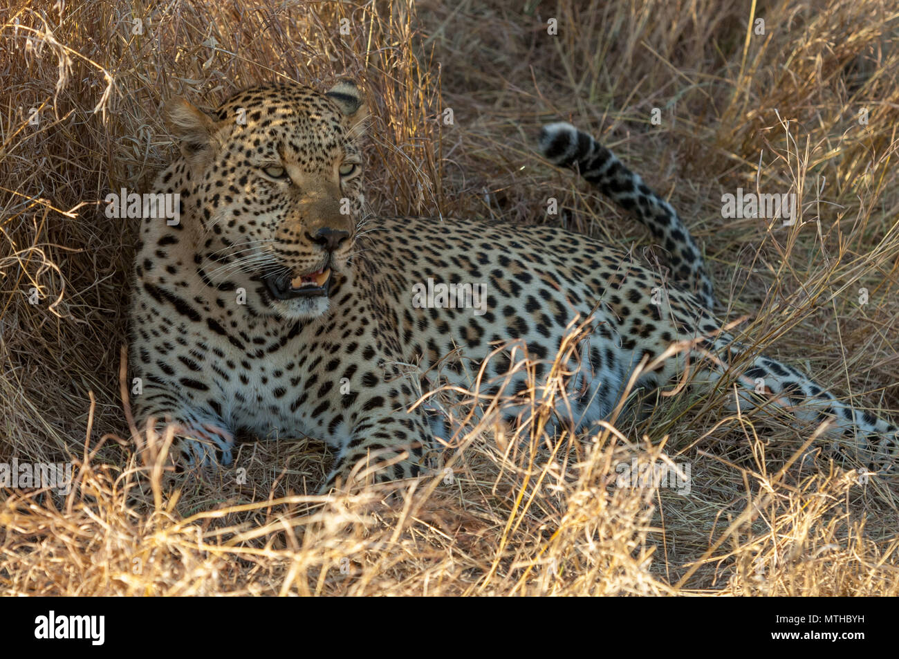 Ein männlicher afrikanischer Leopard im Schatten ausruhen nach der Paarung Stockfoto