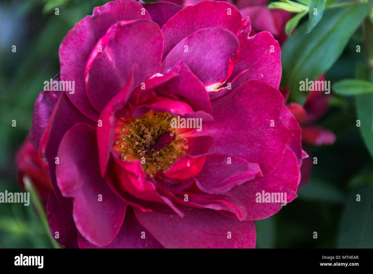 Rosa heißen Kakao in der Blüte im Vorgarten Garten in Nordtexas im frühen Frühling. Foto bei Sonnenuntergang. Stockfoto