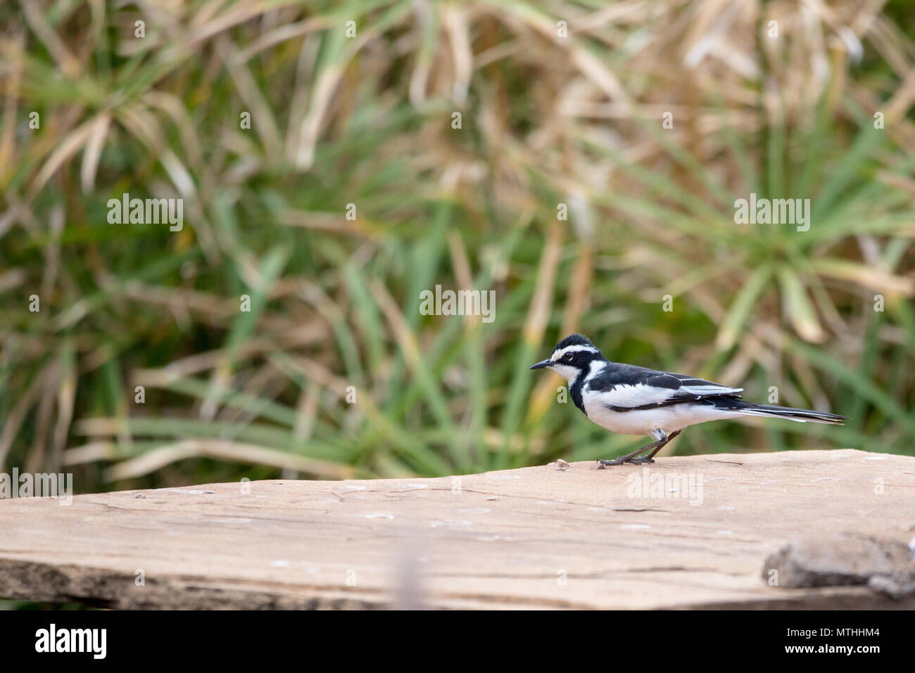 Abziehen Stockfoto