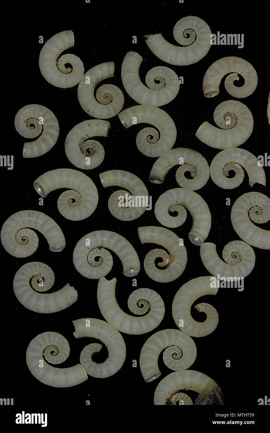 Beachcast Muscheln Stockfoto